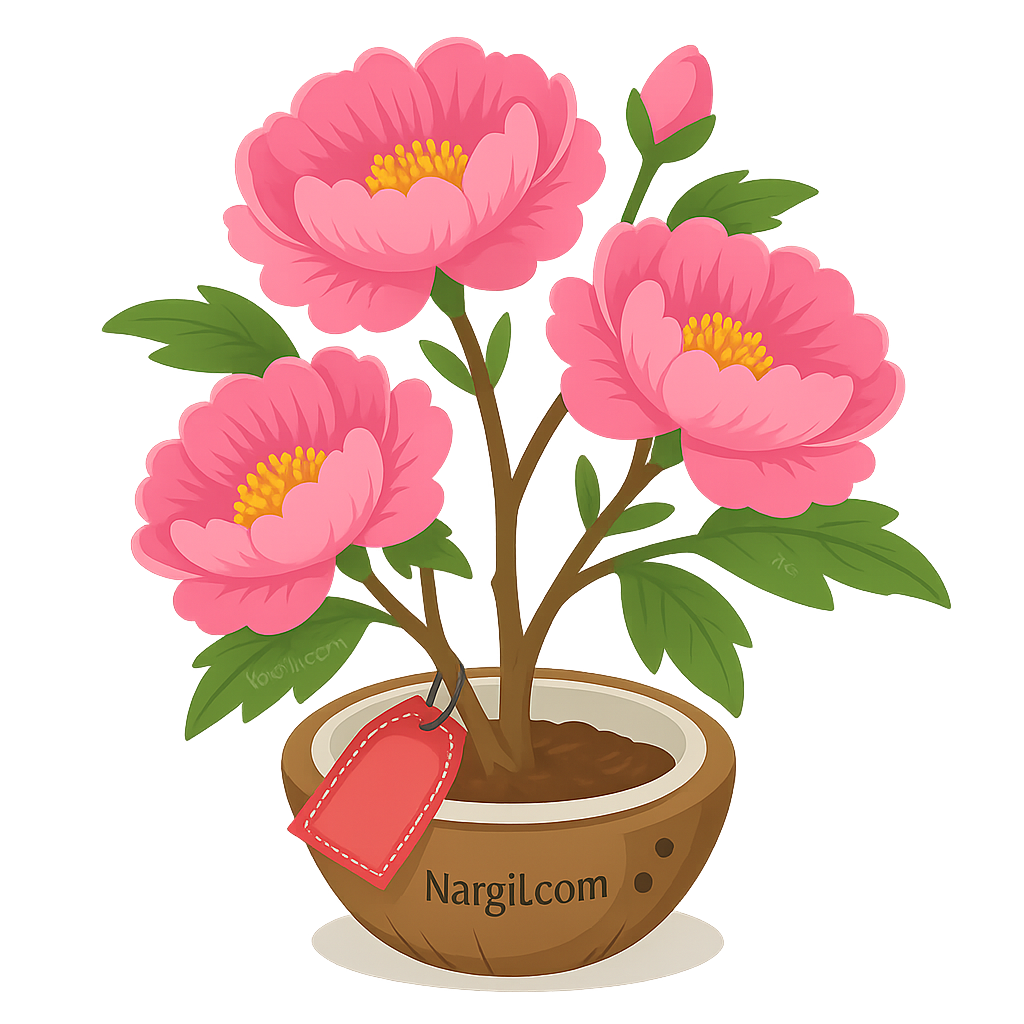  Nargil - Tree Peony